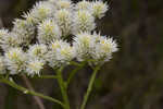 Baldwin's milkwort